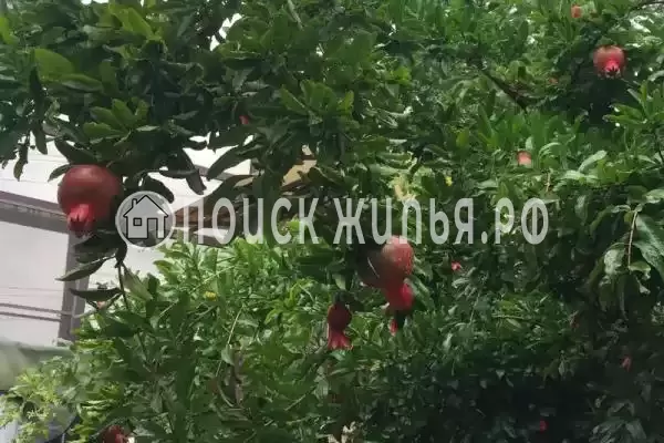 «Руслан», Хоста