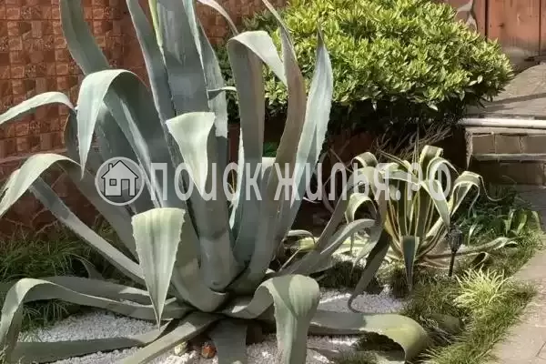 Частный сектор «Бамбуковый рай», Сочи