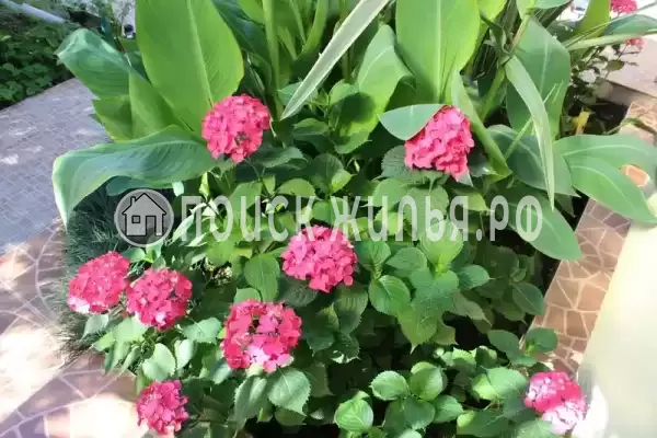 «Колибри», Адлер