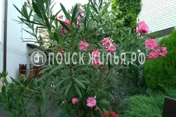 «Рай», Витязево «Рай», Витязево