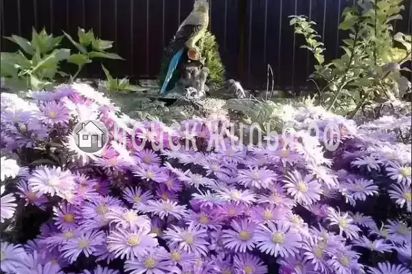 Частный сектор «Комната в доме», Мысхако