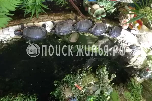 Гостевой дом «Светлана», Адлер