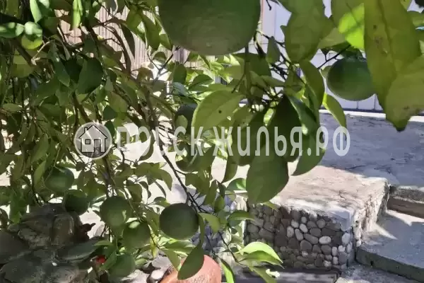 Гостевой дом «Цитрон», Гагра Гостевой дом «Цитрон», Гагра