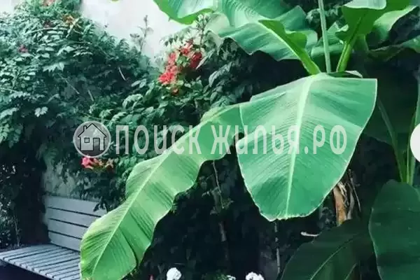 «Афродита», Дедеркой