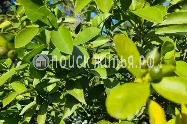 Гостевой дом «Аура», Пицунда Гостевой дом «Аура», Пицунда