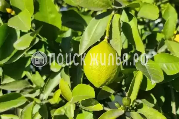 Гостевой дом «Аура», Пицунда Гостевой дом «Аура», Пицунда