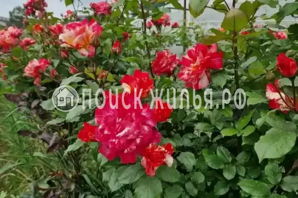 «Селена», Лоо