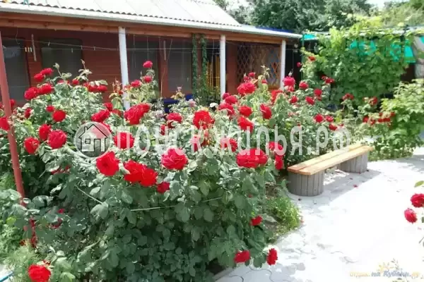 «Астери», Кучугуры