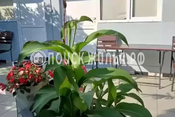 «Лайм», Лазаревское