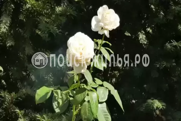 «Эльдорадо», Кабардинка