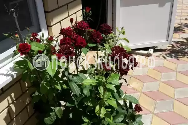 «Наташа», Голубицкая «Наташа», Голубицкая