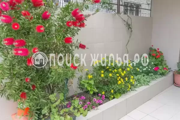 «Атланта», Адлер