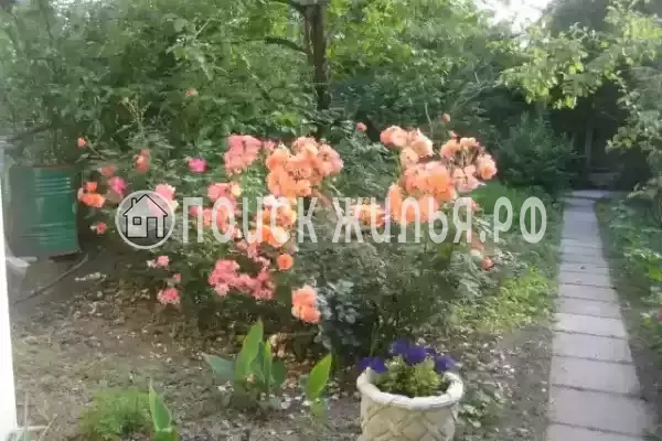 «Есения», Шепси