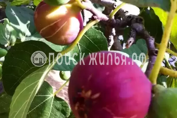 Гостевой дом «Hurma», Цандрипш