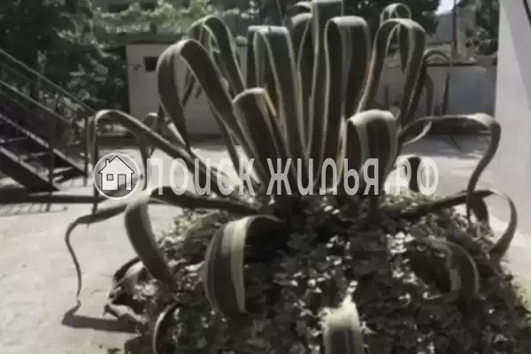 Частный сектор «Отдых в Гагре», Гагра