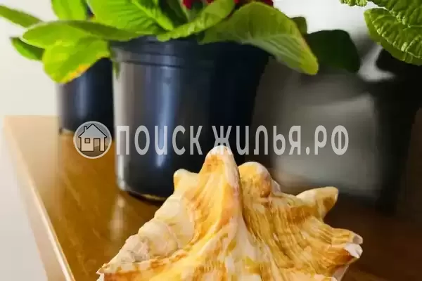 «Арт Берег», Лазаревское