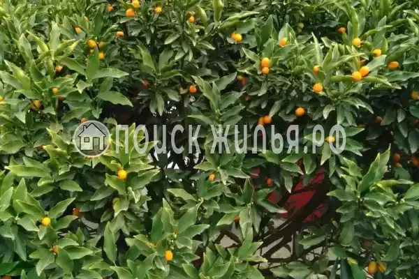 Частный сектор, пр-кт Ардзинба, д.219, Гагра