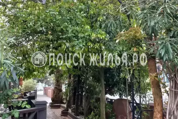 «Алла», Адлер