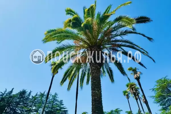 Отель «Кедр», Цитрусовый Отель «Кедр», Цитрусовый