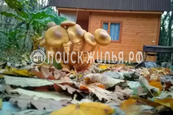 Частный сектор «Домик под клëнами», Бетта