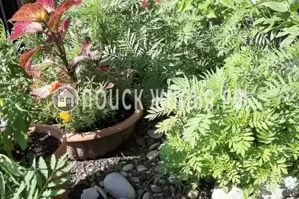 «Причал», Ольгинка «Причал», Ольгинка