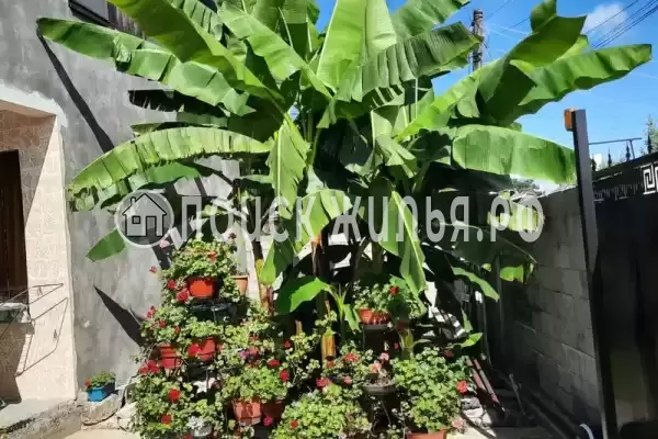 Гостевой дом «Светлана», Сухум