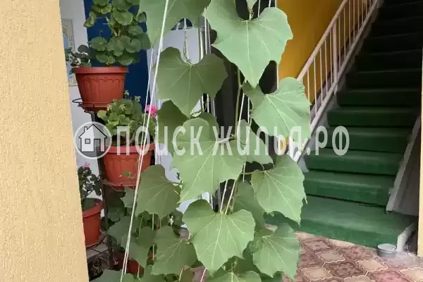 «Жемчужина», Адлер