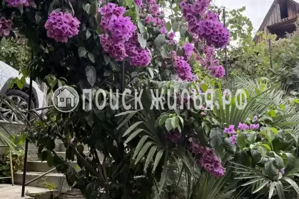 Частный сектор «У Абони», Гагра Частный сектор «У Абони», Гагра