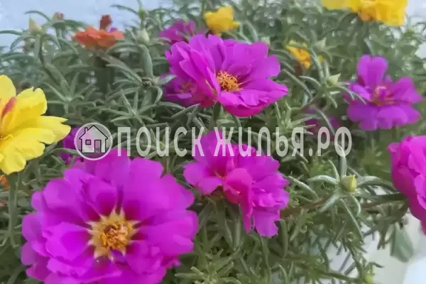 Гостиница «Оникс», Цандрипш