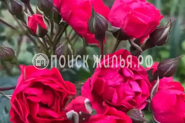 Частный сектор «Домик на Степной», Пицунда Частный сектор «Домик на Степной», Пицунда