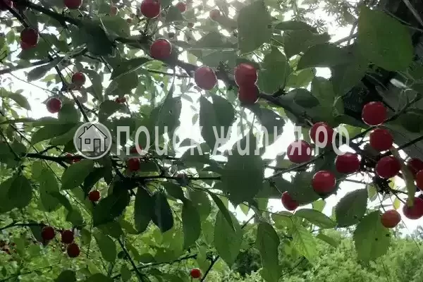 Частный сектор «Комната в частном доме Радость Юга» Частный сектор «Комната в частном доме Радость Юга»