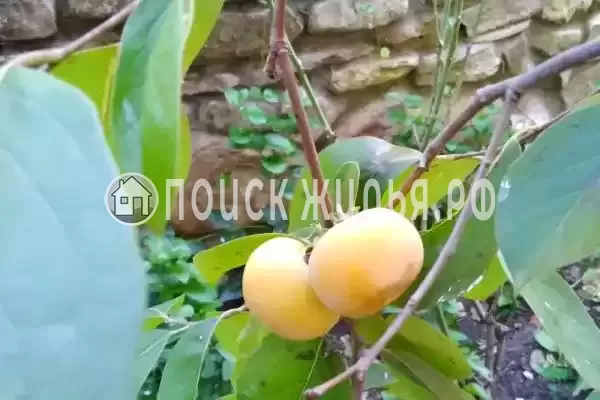 Частный сектор «Комната в частном доме Радость Юга» Частный сектор «Комната в частном доме Радость Юга»