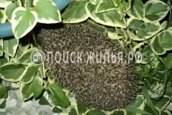 Частный сектор «Комната в частном доме Радость Юга» Частный сектор «Комната в частном доме Радость Юга»