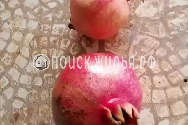 Частный сектор «Комната в частном доме Радость Юга» Частный сектор «Комната в частном доме Радость Юга»