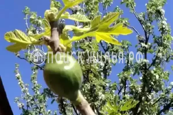 Частный сектор «Комната в частном доме Радость Юга» Частный сектор «Комната в частном доме Радость Юга»