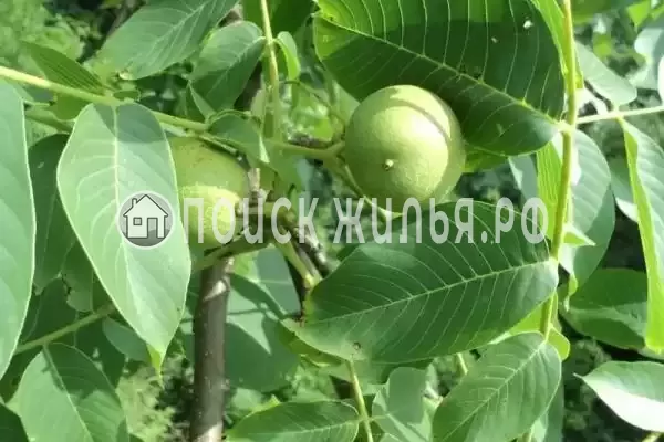 Частный сектор «Комната в частном доме Радость Юга» Частный сектор «Комната в частном доме Радость Юга»