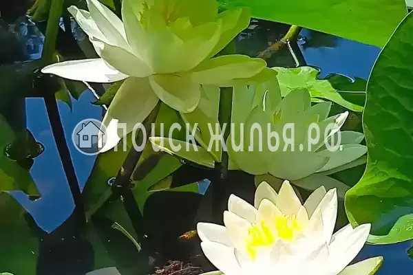 Квартира «Мокко-флэт» Квартира «Мокко-флэт»