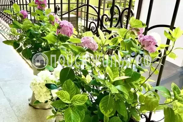 «Южный» «Южный»