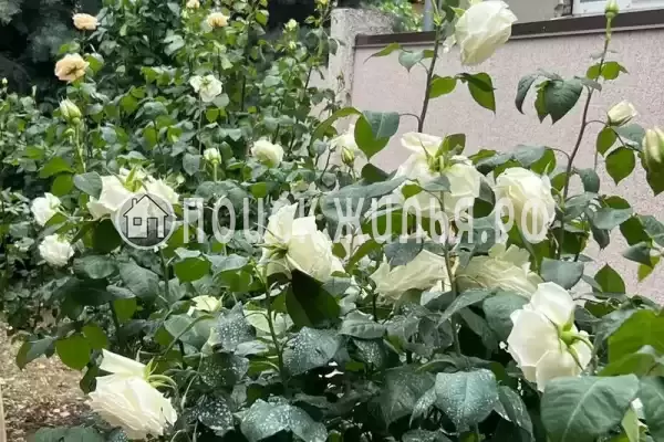 «На лесной» «На лесной»