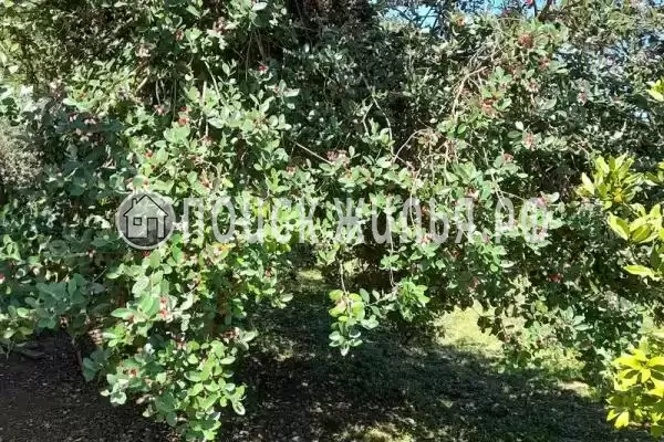 Дом под ключ «Колхида» Дом под ключ «Колхида»