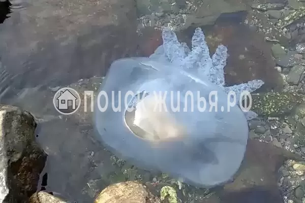 Квартира «На улице Лукоморья»