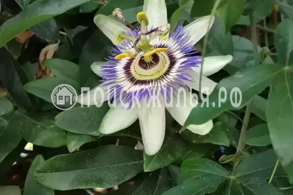 Дом под ключ «Около моря»