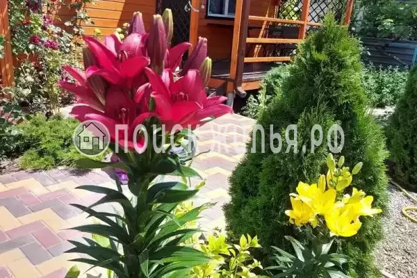 «Белые ночи»