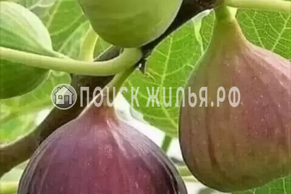 «На Тупиковой»