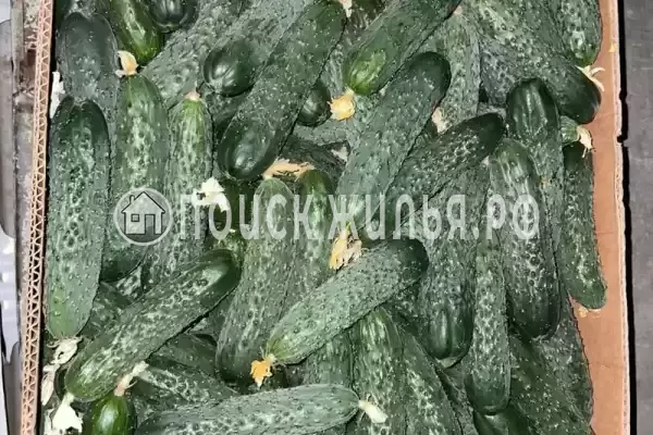 Квартира, Победы, д.110