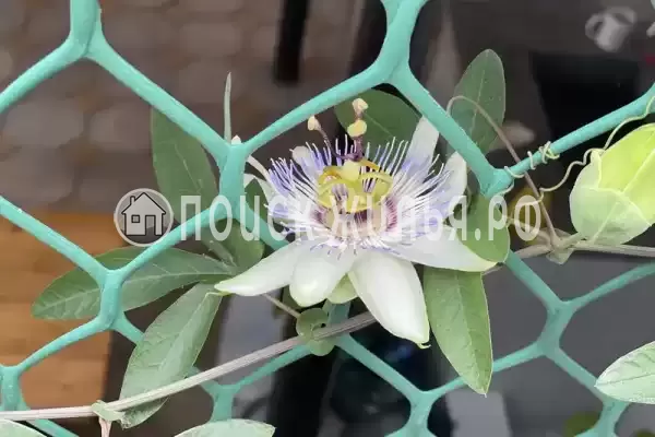 Гостевой дом «TeyMiya»