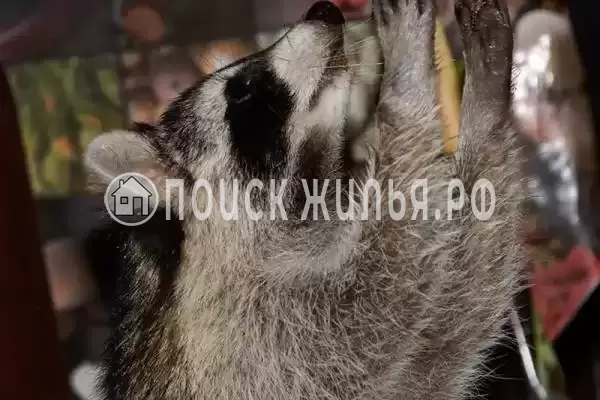 «Лесная поляна»