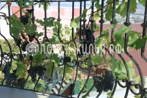 «Иллен» «Иллен»