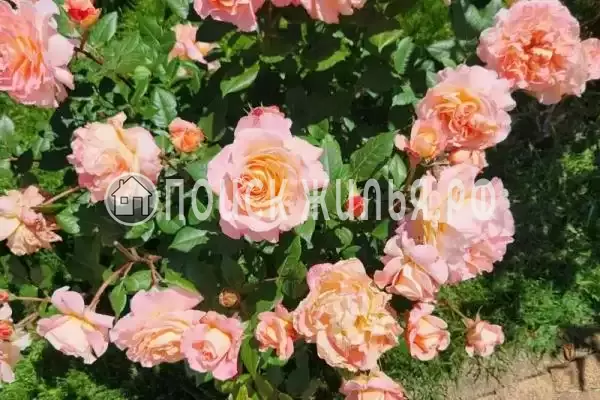 Апартаменты «ZaChill»