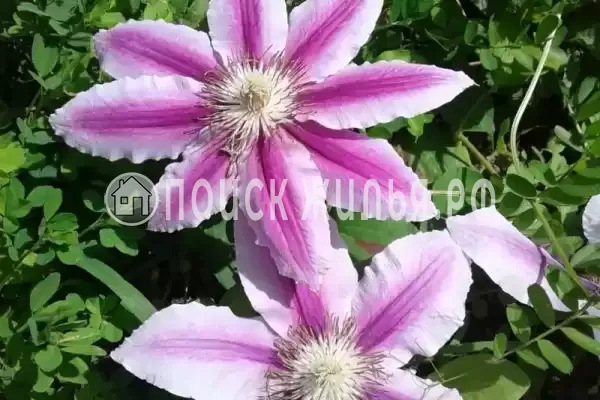 Дом под ключ «Вишня»